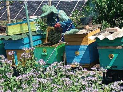 In Artsyz, Ukraine, a beekeeper wearing a protective suit and hat, complete with a veil, is attending to a beehive on a sunny day. The beekeeper, dressed in blue overalls and red gloves, holds a frame from the hive, revealing a dense cluster of bees. Various colorful beehives, painted in shades of blue, green, and yellow, are stacked and arranged around the scene. A smoker, emitting a wisp of smoke, sits on top of one of the hives, indicating an ongoing beekeeping activity. In the background, solar panels are visible, suggesting a modern element integrated with the traditional beekeeping setup. Lush green foliage and small purple flowers in the foreground add to the natural setting. A date stamp is visible in the lower right corner: "25.06.2020 10:48".