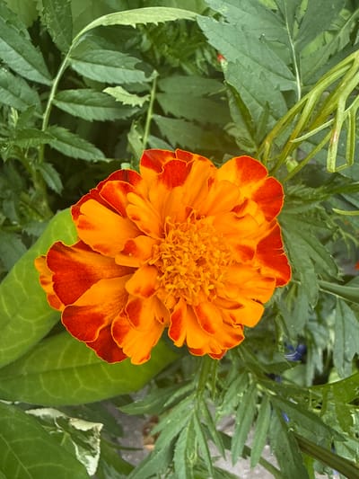 The image shows a close-up, overhead view of a single marigold flower. The flower has bright orange petals with a darker red-orange hue at the edges and tips. The center of the flower is filled with smaller, ruffled petals in a bright yellow-orange color. The marigold is surrounded by lush green foliage, including the delicate, feathery leaves characteristic of marigolds and other plants. The background is a blur of green leaves and some lighter, speckled areas that might be paving stones or a garden path. The lighting suggests it is daytime, with soft, natural light illuminating the flower. There are no people or animals visible. The scene is set in a garden or natural outdoor environment, possibly in the Test Valley, United Kingdom, given the context provided. The overall impression is one of natural beauty and the vibrant colors of a blooming flower. There is no visible text in the image.