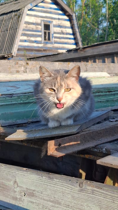 A close-up, high-angle shot captures a gray and white cat perched on a stack of weathered wooden boards. The cat faces the camera with its mouth open, displaying a pink tongue. The boards are a mix of light green, white, and unpainted wood, some appearing to be in disrepair. In the background, a small wooden structure with vertical blue and white stripes is visible, featuring a single window. The image is taken in daylight with sharp focus on the cat and details of the wooden surfaces. The location is given as Шешурга, Russia.