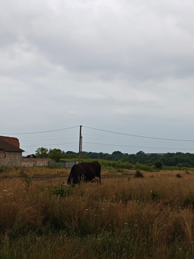 The image depicts an overcast day in Khrinivka, Ukraine, with a rural landscape. A dark-colored cow is grazing in a field of dry grass and weeds in the foreground. Behind the cow, there are some dilapidated brick structures and a stone building with a dark roof. Further in the background, a dense line of green trees forms the horizon, with a few utility poles and power lines crossing the sky. The overall scene suggests a somewhat neglected agricultural area under a gray, cloudy sky.