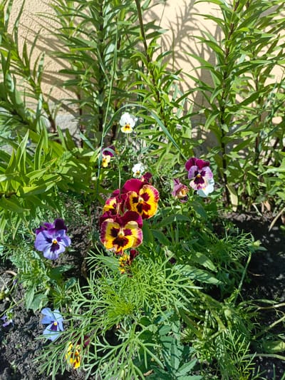 A close-up, eye-level outdoor shot captures a cluster of colorful pansies blooming in a garden bed. The flowers exhibit a variety of colors including purple, maroon, yellow, and white, with intricate patterns on their petals. They are interspersed with lush green foliage and thin, grassy-like plants. In the background, a textured, light-colored wall is visible, casting distinct shadows from the surrounding vegetation onto its surface. The ground is dark soil, suggesting a natural or cultivated garden environment. No people or animals are present in the frame. The overall scene depicts a vibrant, sunlit floral display in a garden setting, likely located in Sim, Russia, based on the provided context.