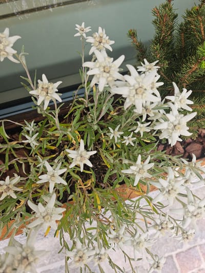 In St. Moritz, Switzerland, a close-up, top-down view captures a cluster of white edelweiss flowers blooming in a wooden planter. The flowers, with their distinctive star-shaped appearance, are surrounded by slender green leaves and stems. Some of the edelweiss have small, fuzzy centers. To the right of the planter, the dark green needles of a coniferous tree are visible. The background consists of a light-colored surface with a subtle reflective sheen, possibly a window or glass pane, and beneath the planter, a textured surface resembling cobblestones or pavers. The scene is well-lit, with natural light highlighting the delicate details of the flowers and foliage. There are no people or animals present in the image.