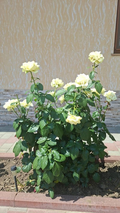 A medium shot captures a bush of pale yellow roses in bloom, situated in a garden bed in front of a building. The building's exterior wall, textured with a wavy pattern, serves as a backdrop. The rose bush is dense with green foliage and adorned with numerous pale yellow rose blossoms in various stages of opening. In the foreground, a small solar garden light is partially visible, stuck in the soil. The garden bed is bordered by brickwork, and behind it, a paved walkway with interlocking bricks is visible. The scene is illuminated by natural daylight, casting shadows on the ground. The specific location is identified as Taraclia, Moldova.