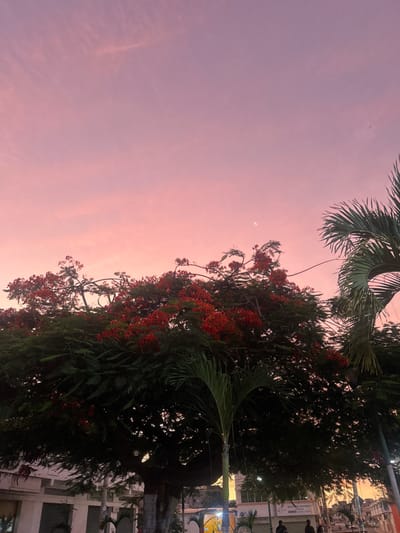 The image displays an urban street scene in General Villamil Playas, Ecuador, observed during twilight. The sky exhibits a gradient of pink and light purple hues, with a thin crescent moon visible in the upper right. A large tree, consistent with a Flamboyant (Delonix regia), dominates the central and left midground, featuring dense dark green foliage and numerous clusters of bright red flowers. A palm frond is partially visible on the far right. In the lower background, urban structures line a paved area. A sign reading "NOTARIA PRIMERA" is visible on a building situated behind the main tree, slightly to the right of the lower center. Two indistinct human figures are present on the paved surface in the lower right, appearing to walk or stand. Artificial street lighting is discernible in the environment.