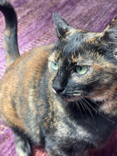A tortoiseshell cat, characterized by its black, dark brown, and orange-brown fur markings, is depicted from a slightly elevated perspective, gazing to the left of the frame. Its eyes are light green. The cat exhibits a black nose and prominent white whiskers extending from its muzzle. A segment of its dark, subtly striped tail is visible in the upper left portion of the image. The animal is situated on a blurred, textured surface predominantly purple in color. This scene is located in Fraccionamiento y Club de Golf los Encinos, Mexico.