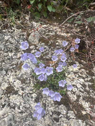 A cluster of delicate, bell-shaped, light purple flowers grows from a rocky embankment. The flowers are on thin stems and have five petals, with some darker purple markings visible inside the blooms. The surrounding environment is natural, with rough grey rocks covered in patches of moss and dry leaves. In the background, there is sparse green foliage and dead branches. The scene appears to be outdoors, likely in a natural or semi-natural area. The image does not depict any specific location within the city of Kufstein, Austria, nor does it contain any people or discernible actions.