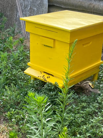 A bright yellow beehive sits in a natural setting, surrounded by lush green foliage and dry grass. Several bees are visible on the landing board of the hive, with some appearing to be entering or exiting. The beehive has a sloped roof and sits on four legs. The background shows a grey, rough-textured wall and some wooden planks. The image is taken outdoors, likely in a garden or rural area, with a focus on the beehive and its inhabitants. The exact location within Ohrid, Bulgaria, cannot be determined from the image alone.