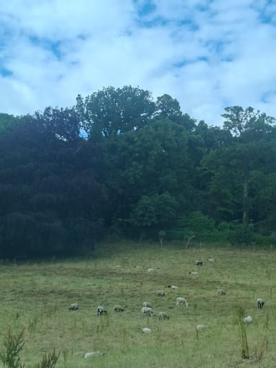 This is an image of a pastoral scene featuring a flock of sheep grazing in a field. The field is covered in green grass and some dry vegetation. The sheep, varying in size and color from white to dark brown, are scattered across the landscape. Some are grazing, while others are standing or walking.
Behind the field, a dense line of trees forms a dark green barrier. The trees appear to be mature, with full canopies, and some darker, possibly deciduous trees are visible at the front of the treeline. The sky above is a mix of blue and white, with fluffy clouds scattered across it, suggesting a bright, possibly breezy, day. The overall impression is one of a peaceful, rural setting. The image is oriented vertically, with the sky on the left and the field and trees on the right. The time of day appears to be daytime, likely midday or early afternoon, given the brightness of the sky. No people or man-made objects are prominently visible, apart from a faint indication of a fence in the distance. The location context provided is Catterick Garrison, United Kingdom, which is consistent with the rural landscape depicted.