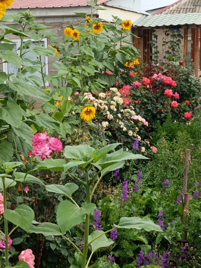 A medium shot captures a vibrant garden in Kyzyl Suu, Kyrgyzstan, showcasing a lush assortment of blooming flowers. In the foreground, tall sunflowers with large green leaves dominate the left side of the frame, their bright yellow petals contrasting with the greenery. To the right of the sunflowers, a cluster of pink roses is visible, their delicate petals a soft hue against the darker foliage. Behind these, a dense bed of red and pink roses thrives, interspersed with lighter-colored roses that appear to be past their prime. Purple wildflowers, with their tall, slender stems and small blooms, add a touch of color to the lower right quadrant, nestled amongst a variety of green plants. A wooden post stands vertically on the far right, serving as a natural element within the garden. In the background, a building with a red roof and light-colored walls is partially visible, along with a covered porch area adorned with climbing plants and morning glories. The overall impression is one of a well-tended, colorful, and diverse garden.