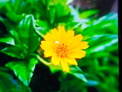 A bright yellow flower with a dense, reddish-orange center of tiny florets is surrounded by vibrant green foliage. The flower's petals radiate outward, exhibiting slight variations in shape and size. A small white insect rests on one of the petals. The blurred background suggests a natural outdoor setting, filled with more greenery and hints of light.