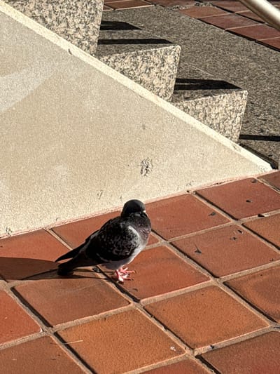 The image captures a pigeon perched on a reddish-brown tiled wall under bright sunlight. The pigeon, a rock dove, has a grey body with darker, speckled markings on its wings and a visible iridescent patch on its neck. Its pinkish feet are clearly discernible against the textured tiles of the wall.

To the left of the pigeon, a light-colored, possibly concrete or stone, sloped surface extends diagonally across the frame, creating a stark geometric contrast with the surrounding elements. Behind this sloped structure, a set of outdoor stairs, constructed from speckled grey granite, ascends towards the upper left corner of the image.

The strong, distinct shadows cast by the pigeon and the stairs indicate a sunny and clear day, likely during the mid-day or afternoon. The overall setting suggests an urban or architectural environment, possibly an exterior wall or plaza feature in Hialeah, United States of America. There is no visible text in the image. The pigeon appears calm, either resting or observing its surroundings.