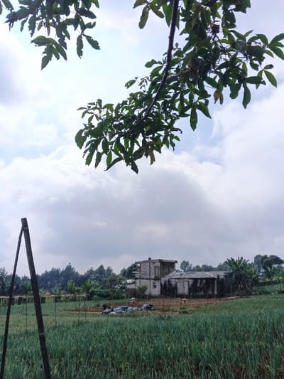 The scene depicts an agricultural landscape in Maw Hit, Myanmar, under an overcast sky. In the foreground, a field of green, vertically aligned crops, consistent with scallions or young onions, spans the lower portion of the frame. Two dark, weathered wooden poles are angled upwards from the lower-left. The midground features a brown soil patch with several tarp-covered mounds and a faintly visible individual in a wide-brimmed hat. Behind this, a cluster of buildings is present, including a weathered two-story concrete or stucco structure and an adjacent dilapidated single-story building with a dark roof and discolored walls. Various trees and sparse vegetation surround these structures. The background shows a dense line of trees, including coniferous and broadleaf species, under a sky dominated by large, diffused white and grey clouds. A branch with dark green leaves partially obscures the upper-right and upper-left sections of the frame. No explicit actions or interactions are clearly discernible beyond the implied presence of agricultural activity.
