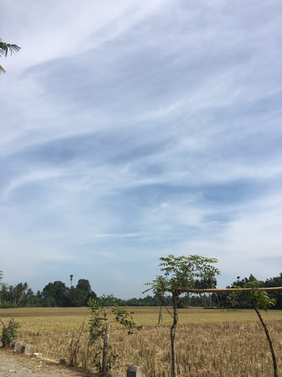 The image depicts a rural scene in Dayahblangserikuy, Indonesia. A field of dry, golden grass occupies the right side of the frame. A few sparse trees and some bushes are scattered within the field. A blue sky filled with streaky, elongated clouds dominates the left side of the image.