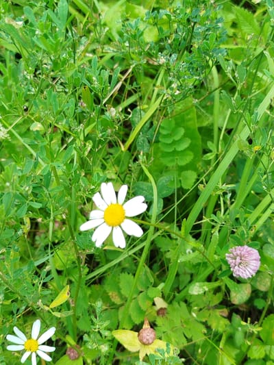 The image is a close-up, eye-level shot of a patch of dense green grass and foliage, characteristic of a natural outdoor environment. The focus is on several wildflowers scattered amongst the greenery. In the center of the frame, a daisy with white petals and a yellow center stands out. To the lower left, another similar daisy is visible, its petals slightly less defined. To the right and slightly higher than the lower daisy, a cluster of small, pink clover-like flowers is present. The background consists of various shades of green from leaves and grass, with some dappled light suggesting an overcast or partially shaded day. There are no people or visible man-made structures in the image. The overall impression is one of a natural, somewhat wild garden or meadow area. No specific landmarks or details are present to identify a location within Irmar', Russia.