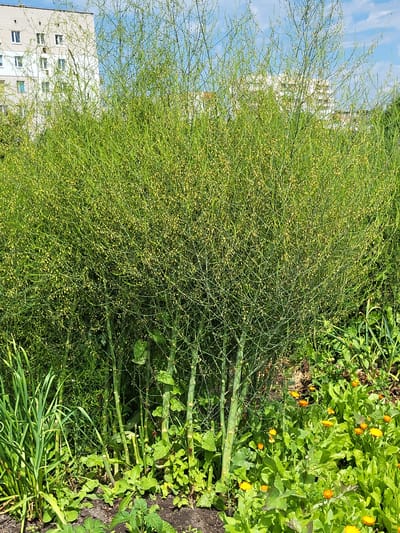 This media file depicts a vibrant garden scene in Zolotonosha, Ukraine, bathed in the bright light of what appears to be a sunny day. The primary subjects are the lush greenery of a garden, dominated by a tall, feathery asparagus plant laden with numerous small, yellow buds, suggesting it is either in bloom or preparing to produce berries. To the right of the asparagus, a patch of bright orange calendula flowers adds a cheerful splash of color amidst the verdant foliage. Other plants, including leafy greens and what appear to be green onions, are also visible, contributing to the dense, abundant nature of the garden.

In the background, a multi-story building with a light-colored facade and numerous windows is partially obscured by the asparagus. The blue sky with scattered white clouds provides a clear backdrop, indicating pleasant weather. The overall impression is one of a thriving, well-tended garden, possibly a backyard or community plot, capturing a moment of natural beauty and growth. There is no visible text in the image.