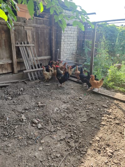 In a dusty, outdoor enclosure in Chuy, Kyrgyzstan, a flock of chickens congregates near a wooden structure. The ground is a mix of dirt and gravel, littered with twigs and small stones. A weathered wooden fence encloses the area, with some of the wood appearing old and in disrepair. Beyond the fence, lush green vegetation is visible, indicating an outdoor setting. A few of the chickens are dark-colored, while others are lighter brown or tan. The lighting suggests it is daytime, with sunlight casting shadows on the ground.