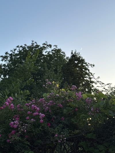 The image shows a view looking up at trees and the sky from a low angle. On the right side of the frame, a bush with small pink flowers is in bloom, interspersed with green leaves. To the left of the flowering bush are the dark green leaves of a larger tree. The sky is a pale blue, and towards the top left of the image, a crescent moon is visible, as well as a smaller, brighter circle that could be the sun partially obscured by clouds or atmospheric conditions. The lighting suggests it is either early morning or late evening. There are no people or text visible in the image. The location context provided is Grushevskaya, Russia.