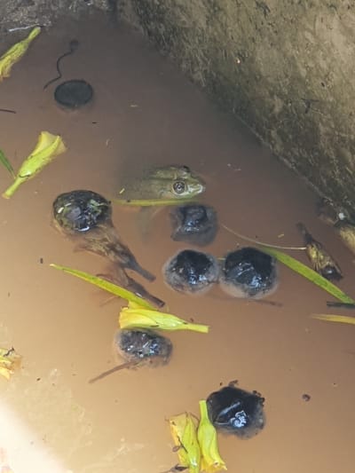 The scene, located in Kobura ward, Kenya, depicts a contained body of murky, reddish-brown water. Partially submerged within this water is one light green-brown frog, positioned towards the upper-middle left, with its head and upper back visible. Scattered throughout the water are approximately seven clusters of dark, spherical frogspawn or eggs. Various organic debris floats on the surface and within the water, including multiple yellow, bell-shaped floral petals, green leaf fragments, and small twigs or plant stems. A small, dark, worm-like object and a submerged, dark circular object are also present in the upper left quadrant. The water is bordered on the upper right by a grimy, possibly algae-covered, concrete or stone wall, indicating a basin or trough structure. No human presence or direct interactions are visible.