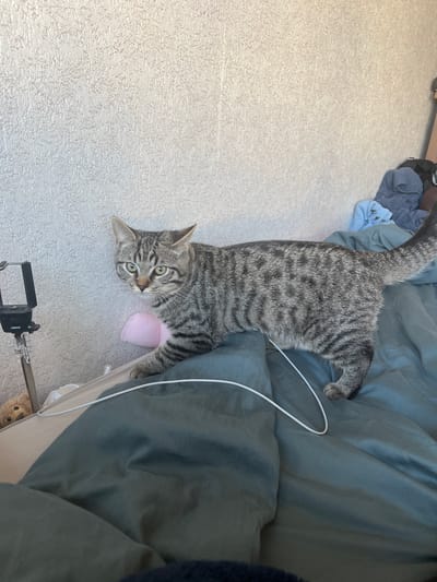 An outdoor photograph of a domestic shorthair cat on a bed, taken in Genemuiden, Netherlands. The cat is grey with black tabby markings and is facing towards the camera with its head slightly tilted. It is standing on a dark teal colored duvet with a white cord draped across it. The wall behind the cat is textured and appears to be a pale cream color. To the left of the cat, a black smartphone holder is visible. There is a pink object partially obscured by the cat and a teddy bear peeking out from under the edge of the bed. In the background, a pile of clothes in various shades of blue and grey is present. The lighting suggests it is daytime.