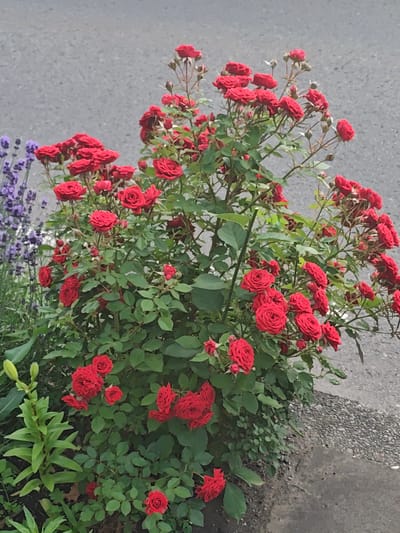 A dense bush of bright red roses blooms in front of a gray, asphalt surface. To the left of the roses, stalks of purple lavender are visible, with some green foliage below. The roses are in various stages of bloom, with some fully open and others appearing as tight buds. The leaves of the rose bush are a deep green. The overall scene is of a vibrant garden bed bordering a street or paved area, likely during daytime given the lighting.