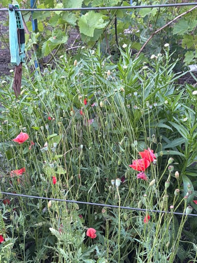A patch of red poppies and green foliage is seen in an outdoor setting. The poppies are scattered among the plants, with some in bloom and others as seed pods. In the upper left corner, a teal and brown tool, possibly a trowel, is attached to a wire fence. The scene appears to be in a garden or natural area. The specific location in Ust'-Dzhigutinka, Russia is not evident from the image itself, and cannot be determined.