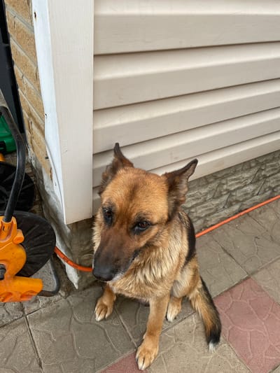 In Vysokyi, Ukraine, a German Shepherd dog sits on a tiled patio next to a cream-colored building. The dog, with tan and black fur, looks to its left with its ears perked. The building's wall is covered in horizontal, cream-colored siding, and a section of brickwork is visible to the left of the siding. A white trim piece separates the brick and siding. Adjacent to the dog is an orange and black lawnmower and an orange electrical cord. The patio tiles are a mix of grey and reddish-brown, arranged in a patterned layout.