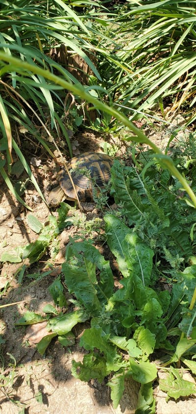 In a sun-drenched outdoor scene in Nea Santa, Greece, a tortoise is partially hidden amongst lush green vegetation and dry soil. The tortoise, with its patterned shell, is positioned in the lower center of the image, with its head and legs slightly extended. It appears to be foraging or resting among the plants, which include broad-leafed greens and finer, feathery foliage. Sunlight filters through the leaves, casting shadows on the ground, suggesting it is daytime. The ground is a mix of sand and dirt, with a few small, clover-like plants scattered around. In the background, a piece of weathered wood lies on the ground, partially obscured by grass. The overall impression is of a natural, outdoor environment where the tortoise is at home.