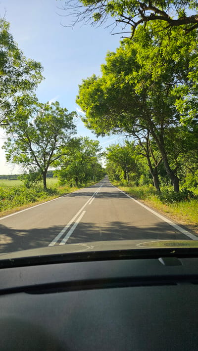 The image depicts a view from inside a vehicle, possibly a car or bus, looking out onto a paved road. The road has two white dividing lines down the center. The sides of the road are lined with trees that canopy over the road, partially obscuring the sky. The foliage appears lush and green. A section of the vehicle's interior is visible on the right side of the frame, appearing dark and somewhat blurred. The location appears to be a rural road in Gorun, Bulgaria. There is no indication of people or specific actions in the image. The overall environment suggests a sunny, possibly summer day.