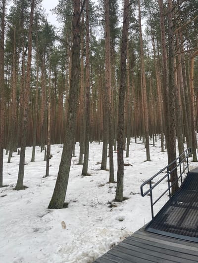 The image displays a dense pine forest in Morskoe, Russia, under an overcast sky, likely during winter or early spring. Numerous tall, slender pine trees with reddish-brown trunks and green foliage populate the scene, extending from the immediate foreground to the distant background. The forest floor is covered by an irregular, patchy layer of white snow, interspersed with areas of exposed dark earth and sparse undergrowth. In the lower right foreground, a dark gray elevated walkway constructed from horizontal slats is visible, extending diagonally into the frame. A corresponding dark gray metal railing, composed of multiple horizontal bars and a perforated mesh surface, runs along the right edge of this walkway. No individuals, animals, or discernible actions are present within the frame.