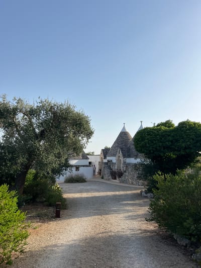The image depicts a rural scene featuring traditional Apulian trulli structures, located in a rural area near Ceglie Messapica, Italy, under a clear, light blue sky.
In the foreground, a light-colored gravel path or driveway extends from the bottom of the frame towards a complex of whitewashed stone buildings with conical, grey stone roofs. Green shrubbery and low-lying vegetation frame the left and right sides of this path. A prominent, mature olive tree with a substantial trunk and dense green-silver foliage occupies the left side of the frame, partially obscuring a distant structure.
The midground features multiple trulli, characterized by their white or light-colored stone walls and distinctive conical roofs constructed from layered grey stones. A large trullo structure is prominent on the right, exhibiting a stone-built base and an entrance accessed by steps, flanked by stacked stone walls. Other trulli or interconnected structures with similar architectural features are visible to its left and behind it. Another large, dark green, dense tree stands on the far right, partially obscuring a portion of the trulli.
A single individual, a male in a light-colored top and shorts, is visible standing stationary in the mid-distance, near an entrance of a trullo structure on the left side of the building complex. Sunlight casts long shadows from the vegetation and structures across the gravel path.