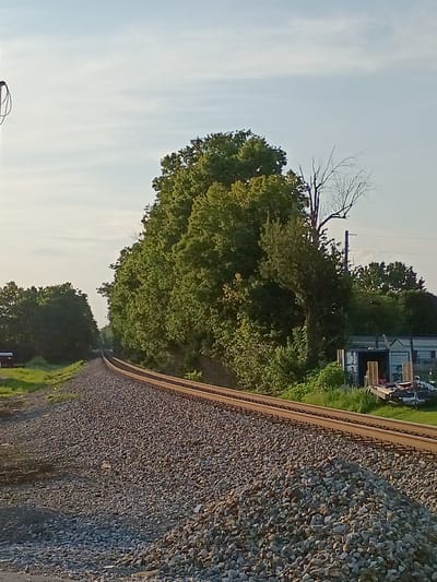 This image depicts a set of railroad tracks curving to the right, surrounded by dense green trees and a clear sky with wispy clouds. The tracks are made of gravel and metal rails, leading into the distance. To the left of the tracks, there is a patch of green grass and some distant trees. To the right, more trees are visible, and a few structures, including what appears to be a small building or shed, are present. A bare tree with intricate branches stands out against the foliage. The overall scene is one of a rural or semi-rural setting, possibly on the outskirts of a city like Harrodsburg, Kentucky, United States of America. There are no people or animals visible in the frame. The lighting suggests it is either early morning or late afternoon due to the soft quality of light and the long shadows that would be cast.