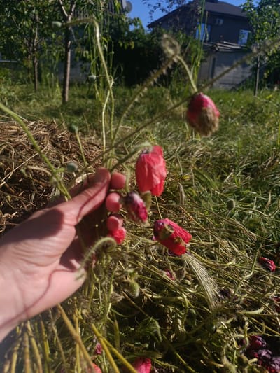 A close-up shot features a person's hand gently holding a cluster of poppy plant stems in an outdoor, sunny setting in Goryachevodsky, Russia. The poppy plants display red, unopened or partially opened buds, and some green, developing seed pods among their fuzzy, light green stems. The ground beneath the plants is covered with dry, light brown straw or hay mixed with green grass. In the blurred background, tall trees with green leaves are visible against a bright blue sky. A dark-colored house with a dark roof and windows, along with a smaller, lighter-colored building, can be seen in the distance, indicating a residential or semi-rural area. The scene is brightly lit by natural sunlight, suggesting it is daytime. No discernible text is visible.