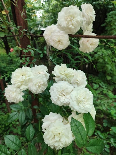 The image shows a close-up view of a cluster of white roses growing on a vine. The roses are full and layered, with many petals. The background consists of lush green foliage and a rusty metal support structure. The lighting suggests it is daytime, possibly overcast or in the shade. There are no people or animals visible in the image. The scene appears to be in a garden or outdoor setting. There is no information in the image to suggest the location is in Znamenskiy, Russia.