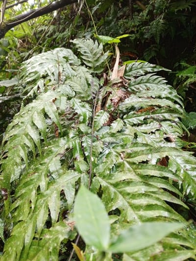 The image presents a close-up, upward-angled view of dense tropical foliage, consistent with a forested area in Silvino Lobos, Philippines. The dominant subject is a large fern with multiple compound fronds, primarily dark green with noticeable lighter green striations and patterns. The fronds appear wet or dewy, exhibiting a slight sheen, and are dotted with numerous small, light-colored specks. Sections of the foliage display areas of brown and reddish-brown, indicating decomposition or older plant matter. A thin, dark stem or vine traverses the central left portion of the frame, diagonally. The background consists of heavily blurred green vegetation and darker, obscured areas, suggesting dense undergrowth and shadows. Out-of-focus green leaves are visible in the immediate foreground, partially obscuring the lower edge of the primary subject. No individuals, animals, or man-made objects are present, and no specific actions or interactions are depicted.
