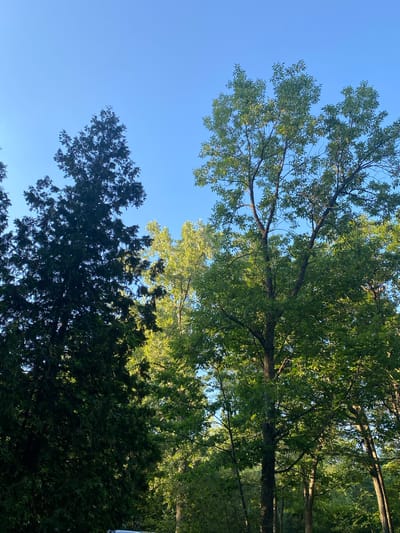 This is a low-angle shot looking up at the sky through the branches of trees. The scene is dominated by the clear blue sky and the lush green foliage of several trees. The trees appear to be a mix of deciduous and coniferous types, with one tree on the lower left having dark, needle-like leaves, and others in the upper and right portions of the frame displaying lighter green, broader leaves. The lighting suggests it is daytime, possibly late afternoon or early morning, as sunlight filters through the leaves, creating dappled shadows and highlighting some of the foliage. There are no people or man-made objects visible, creating a natural and tranquil atmosphere. The image appears to be taken outdoors, likely in a park or wooded area within the Town of Peru, United States of America. No text is visible in the image.