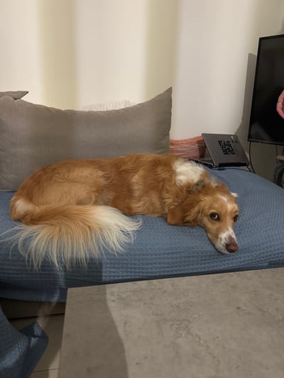 A medium-sized dog with light brown and white fur lies on a blue textured sofa. The dog's body is long and slender, with a full, fluffy tail. Its head is turned towards the viewer with a slightly startled expression. A gray pillow is partially visible behind the dog. A television and a laptop sit on a surface next to the couch. A light gray surface is to the right of the sofa.