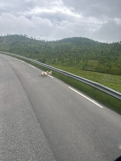 In Bodø, Norway, on a grey, cloudy day, a paved road runs alongside a lush green, tree-covered hillside. Three sheep are lying on the asphalt near the guardrail, one in the foreground with its head up, and two behind it, one of which is lying down. The road has white lane markings. The environment appears to be rural or on the outskirts of the city.