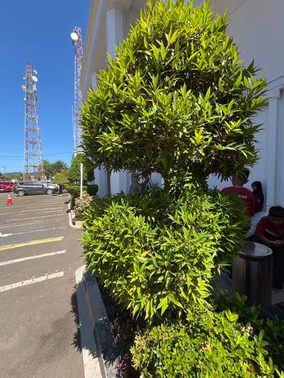 In Desa Tambakreja, Indonesia, a sunny outdoor scene features a paved parking area bordering a building. Two tall telecommunication towers stand prominently against a clear blue sky. A car and an orange traffic cone are visible in the parking lot. In the foreground, a lush green tree with dense foliage is situated next to a white building with columns. Several people are present near the building, including individuals wearing red shirts. A metal trash receptacle is positioned beside the tree. The ground is a mix of asphalt and a concrete curb, with some scattered leaves and shadows cast by the vegetation and building.