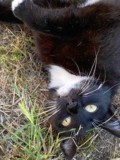 The image shows a close-up, overhead view of a black and white cat lying on its back in dry grass with some green sprigs of grass. The cat has bright yellow eyes and long white whiskers. The cat's fur is predominantly black with a white chest and some white markings on its face. The background is composed of dry, straw-like grass and a few scattered green blades. No human subjects or structures are visible. The location is described as Kushchovskaya, Russia, but there are no visual cues in the image to confirm this specific location.