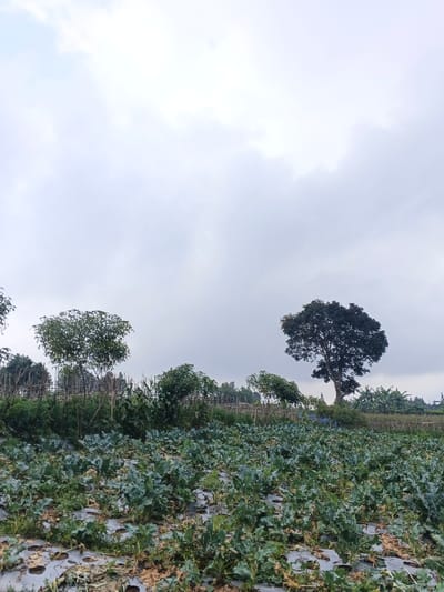 A field of leafy green crops extends to the horizon beneath a cloudy sky. Scattered trees punctuate the landscape, varying in size and shape. A rustic fence partially screens the middle ground, separating the field from the distant trees. The soil is visible between rows of plants, and plastic mulch is used as groundcover. The scene conveys a rural setting, perhaps a farm or agricultural area.