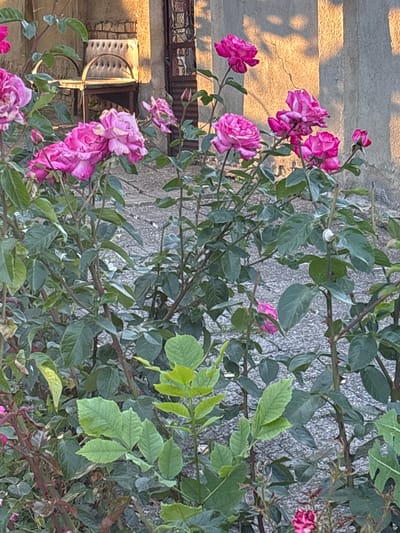 In Enevo, Bulgaria, a close-up view captures a cluster of pink roses in bloom, set against a textured, grey concrete wall that is partially illuminated by the warm glow of sunlight, casting shadows on its surface. The roses, varying in their stage of bloom from tightly furled buds to fully opened petals, display vibrant shades of pink. They are surrounded by lush green foliage, with some leaves showing a slight wilting or browning at the edges. The stems are dark and thorny, typical of rose bushes. In the background, partially obscured by the roses, is a brick wall and a metal gate, suggesting an outdoor setting like a garden or courtyard. The ground appears to be covered in gravel or small stones. There is a small white snail shell visible on one of the rose stems.
