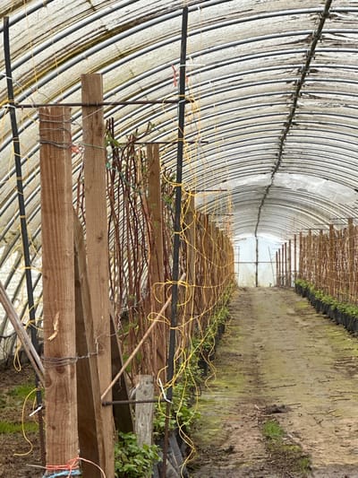 The image depicts the interior of a long, arched polytunnel, a structure commonly used for horticultural cultivation, located in Invergowrie, United Kingdom. The translucent plastic roof, supported by numerous metal hoops, shows visible signs of weathering and discoloration. Two parallel rows of cultivated plants line the interior, separated by a central, unpaved dirt path.
On the left side, in the foreground, robust vertical wooden posts are secured with wire. Directly behind these, a dense array of dormant or newly sprouting woody canes, consistent with raspberry bushes, rise vertically. These plants exhibit nascent green foliage and are supported by a complex trellis system comprising yellow plastic string or netting stretched between black metal poles. The base of these plants is contained within black plastic pots arranged in a continuous line.
The central pathway is composed of damp, dark soil with patches of green moss and sparse vegetation, indicating a wet or humid environment. Tire tracks or foot traffic impressions are visible along its length. On the right side of the path, a similar row of plants in black pots, also supported by poles and possibly netting, extends into the distance.
The polytunnel recedes significantly into the background, where an end wall constructed from translucent plastic sheeting is visible. The lighting is diffused and even, consistent with light passing through the translucent roof material. No individuals are present in the scene.