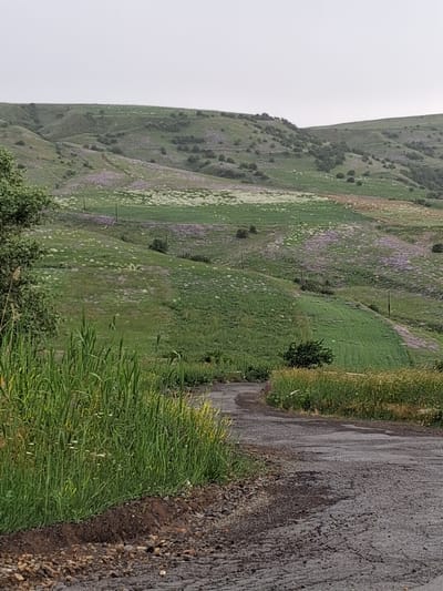 The image captures a rural landscape in Martiros, Armenia, characterized by rolling green hills covered in patches of purple and white wildflowers. A dirt road curves through the foreground, bordered by tall green grass and vegetation on the left. The sky is overcast and light grey. The hills in the background show evidence of terracing or agricultural activity, with distinct patterns of cultivated fields and natural vegetation interspersed with scattered trees and bushes. The overall impression is one of a natural, somewhat untamed, agricultural setting.