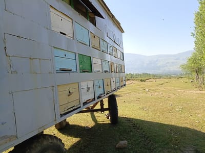 The image shows a mobile apiary in a grassy field with rolling hills and mountains in the background. The apiary is a long, rectangular structure mounted on a wheeled trailer, with multiple rows of wooden beehives built into its sides. The hives are painted in various colors, including light yellow, green, and light blue, and some appear weathered. The trailer has large, thick tires. The field is covered in dry grass with scattered rocks. In the distance, there are trees and a hazy mountain range under a clear blue sky. Several small dark specks, likely insects, are visible in the air. The perspective is from the side of the apiary, looking towards the right and into the landscape. The scene suggests a rural or semi-rural setting, consistent with the location of Kalaynay, Tajikistan.