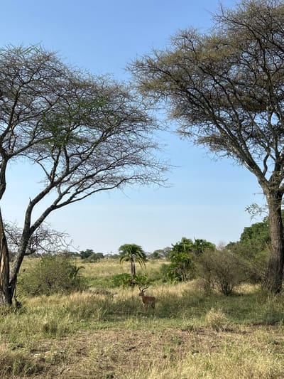 The image displays an expansive savanna environment in Seronera, Tanzania, under a clear, pale blue sky. In the foreground, two large, mature trees with dark, gnarled branches and sparse foliage frame the scene, with the tree on the left exhibiting a vertical split in its trunk. The ground is covered in dry, tall, yellowish-brown grass, interspersed with areas of exposed, darker soil. In the mid-ground, a male impala, characterized by its reddish-brown coat, white underside, and prominent S-shaped, ridged horns, stands facing towards the right. Behind the impala, a diverse arrangement of green shrubs, smaller trees, and two distinct palm trees with visible fronds are present. The background features a distant treeline and denser green vegetation extending towards the horizon. No human presence or activity is observed.