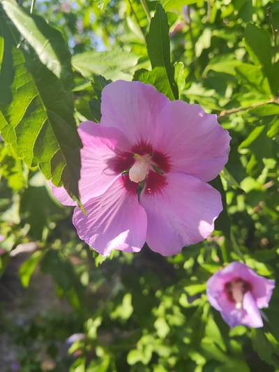A close-up, eye-level shot focuses on a large, light pink hibiscus flower in bloom. The flower is centered and dominates the frame, with its delicate petals unfurling under bright sunlight. At the center of the flower, a darker pink or reddish hue is visible around the stamen, which is tipped with white. The flower is surrounded by lush green foliage, providing a soft, blurred background. To the lower right, a smaller, out-of-focus pink flower is also visible. The scene appears to be outdoors, likely in a garden or natural setting, with hints of sunlight filtering through the leaves. The location is identified as Shabelskoye, Russia.