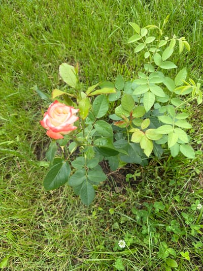 A single, two-toned rose, white with pink edges, is blooming amidst lush green grass and foliage. The rose plant has several leaves, some with visible water droplets, indicating recent rain or dew. The environment appears to be a natural outdoor setting, possibly a garden or park. The location of Колюткино, Russia, is not directly depicted or implied by the image's content.