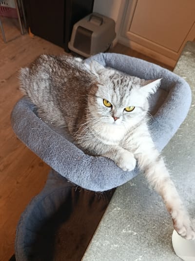 A silver tabby domestic cat with prominent yellow eyes is resting in a plush, grey circular cat bed. The cat's body is contained within the bed, while its right foreleg is extended forward, resting on a mottled grey countertop or table surface. The cat's gaze is directed forward, towards the observer, with a serious expression. In the background, on a light wooden floor, a beige enclosed cat litter box is visible next to a dark, unidentified piece of furniture. A light-colored wall or door frame is partially visible to the right. This scene is located within an indoor domestic environment in Wilhelmshaven, Germany.