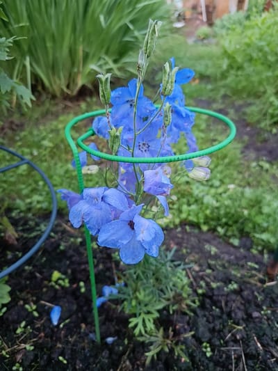 A cluster of vibrant blue delphinium flowers is in focus, supported by a green stake and ring plant support. The flowers, some with visible water droplets, are a deep blue, with some buds still forming at the top. The background consists of lush green foliage, suggesting an outdoor garden setting. The ground is dark, moist soil, with a few fallen blue petals scattered around the base of the plant. The scene is likely in the city of Vishnovka, Russia, a location known for its gardens and natural beauty. The image captures a serene moment in nature, highlighting the delicate beauty of the delphinium flowers.