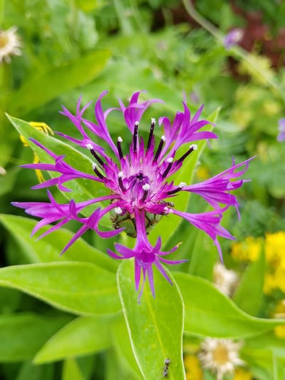 This is a close-up, eye-level shot of a vibrant purple flower, likely a cornflower, in full bloom. The flower is the central subject, with its delicate, spiky petals radiating outwards from a central disk. The petals are a rich fuchsia color, transitioning to a lighter purple at their tips. The center of the flower features dark purple filaments tipped with white pollen.

The flower is set against a soft background of lush green foliage, with out-of-focus hints of yellow and white flowers adding depth and color. A small ant is visible on one of the purple petals, and another is on a green leaf in the lower left corner of the image, suggesting a natural, outdoor setting. The lighting appears to be natural daylight, casting a soft glow on the scene. There is no visible text in the image. The overall impression is one of natural beauty and the intricate details of a blooming flower in its environment.